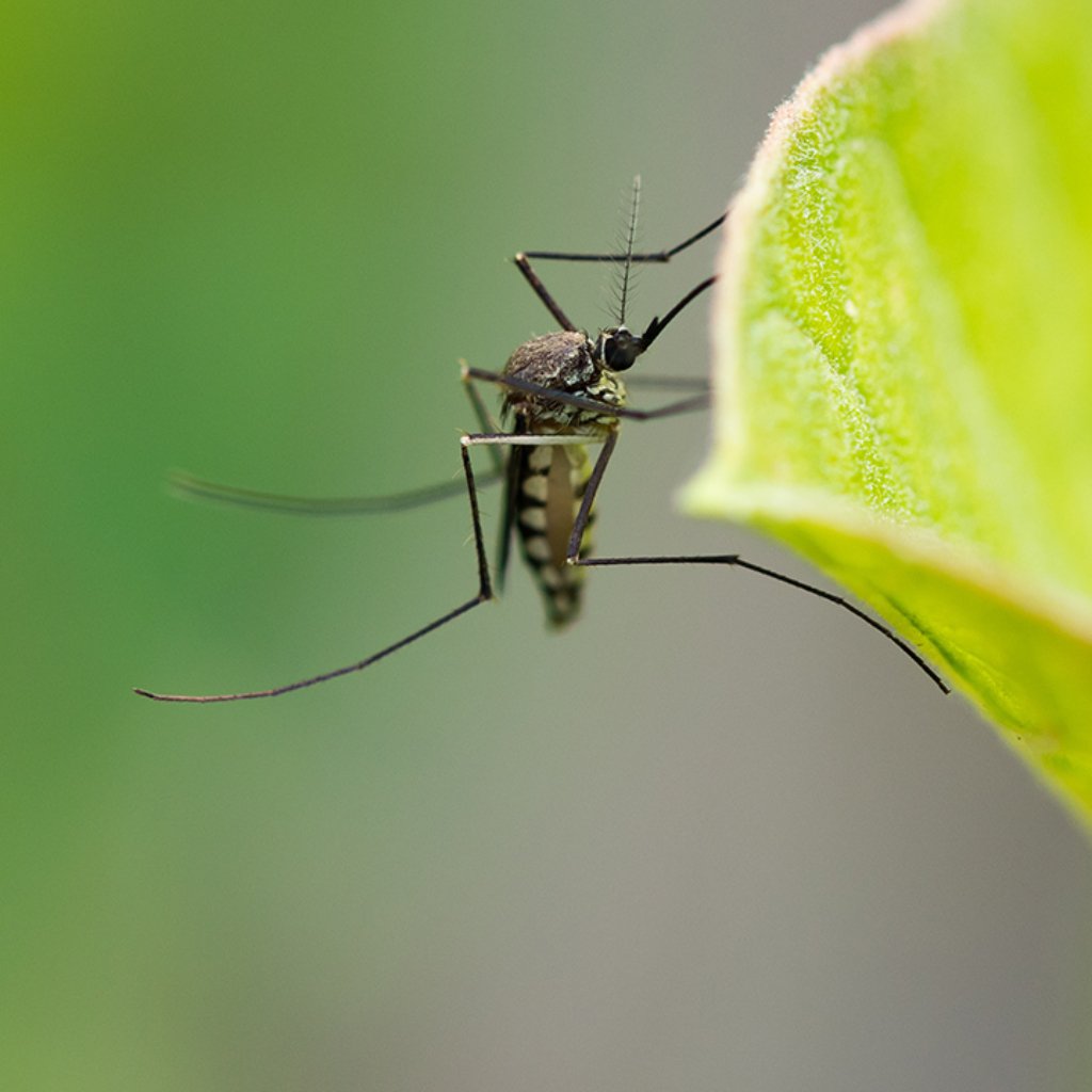 Mosquito Control Delaware Lewis Center Powell Oh Hoffmans Lawn