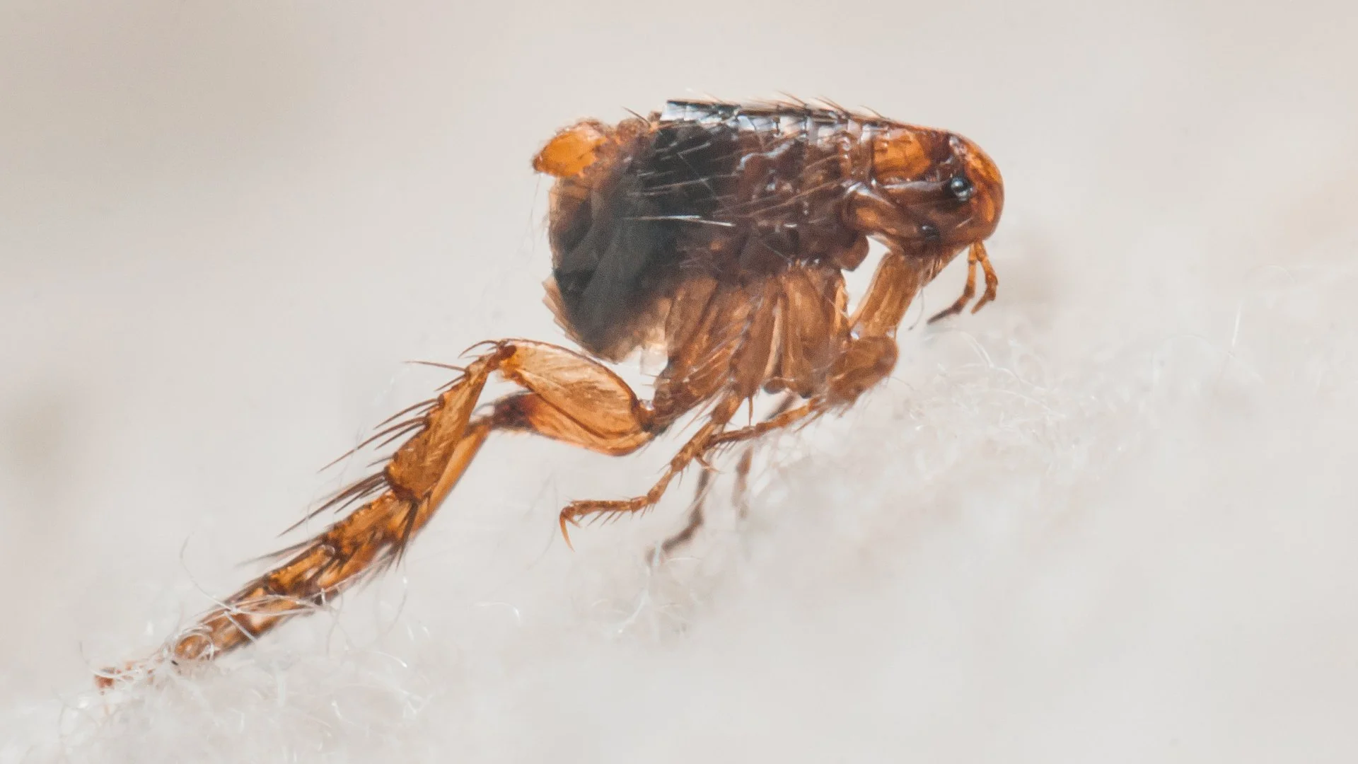 How to Tell if You Have a Flea Infestation & What to Do About It