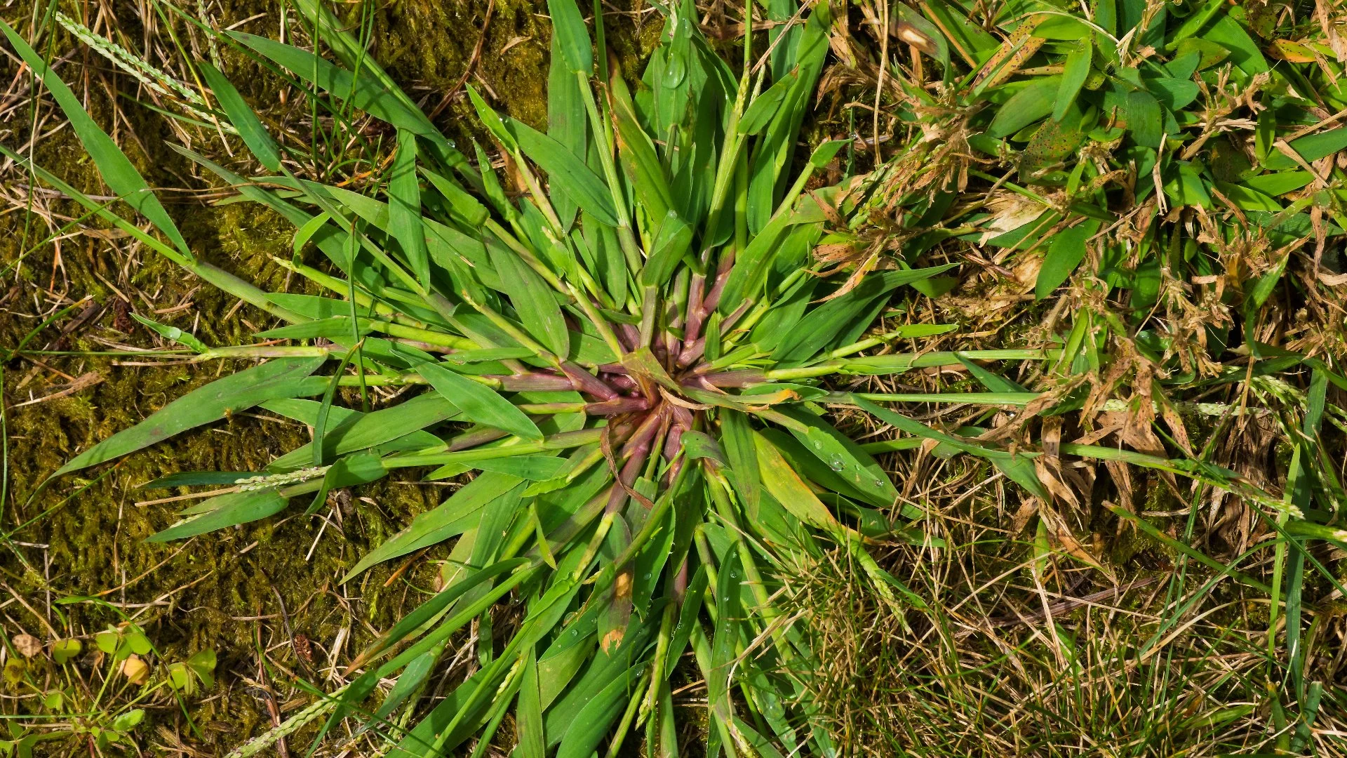 Identifying Crabgrass & How to Keep This Weed off Your Lawn
