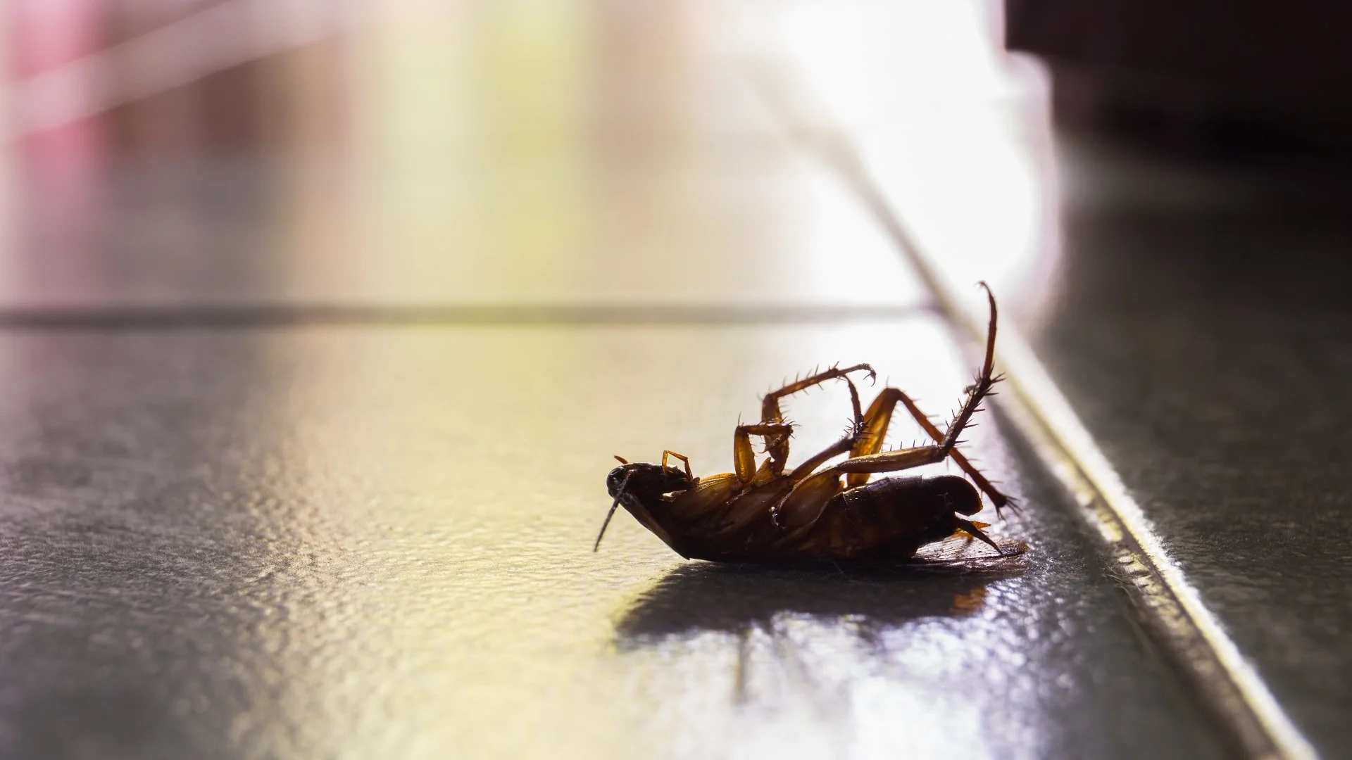 Professional Perimeter Pest Control - Worth It or a Waste of Money?