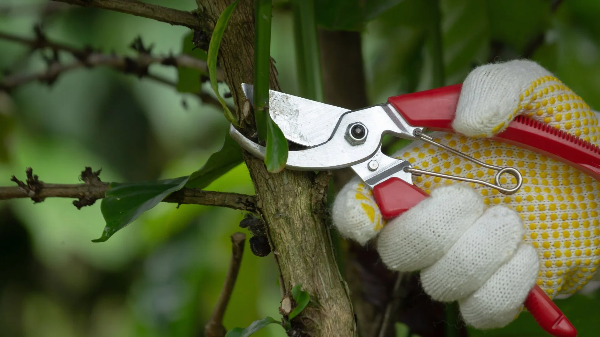 The Role of Pruning in Plant Health & Growth