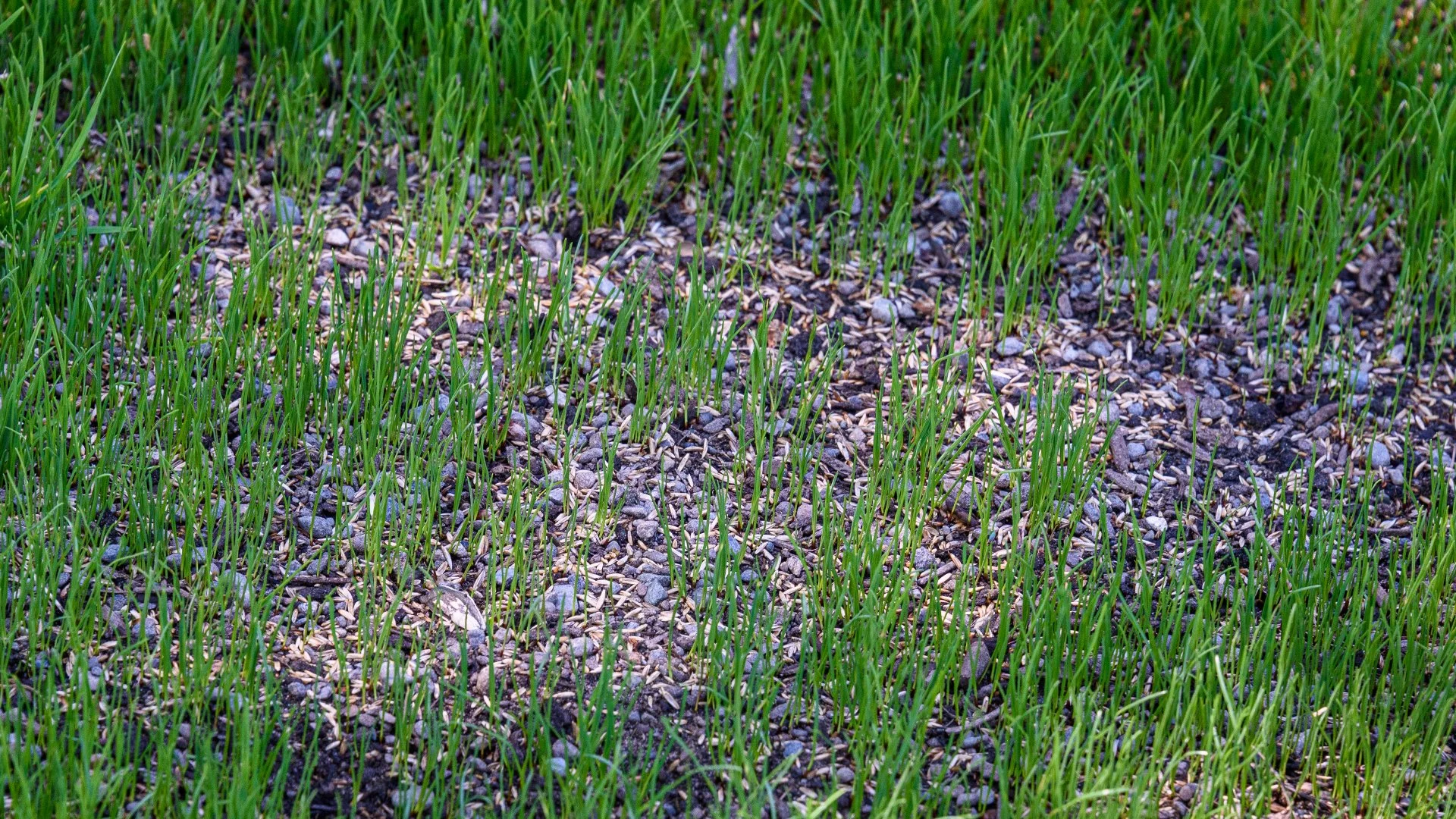 When to Expect Results After Overseeding Your Lawn in Dublin, OH