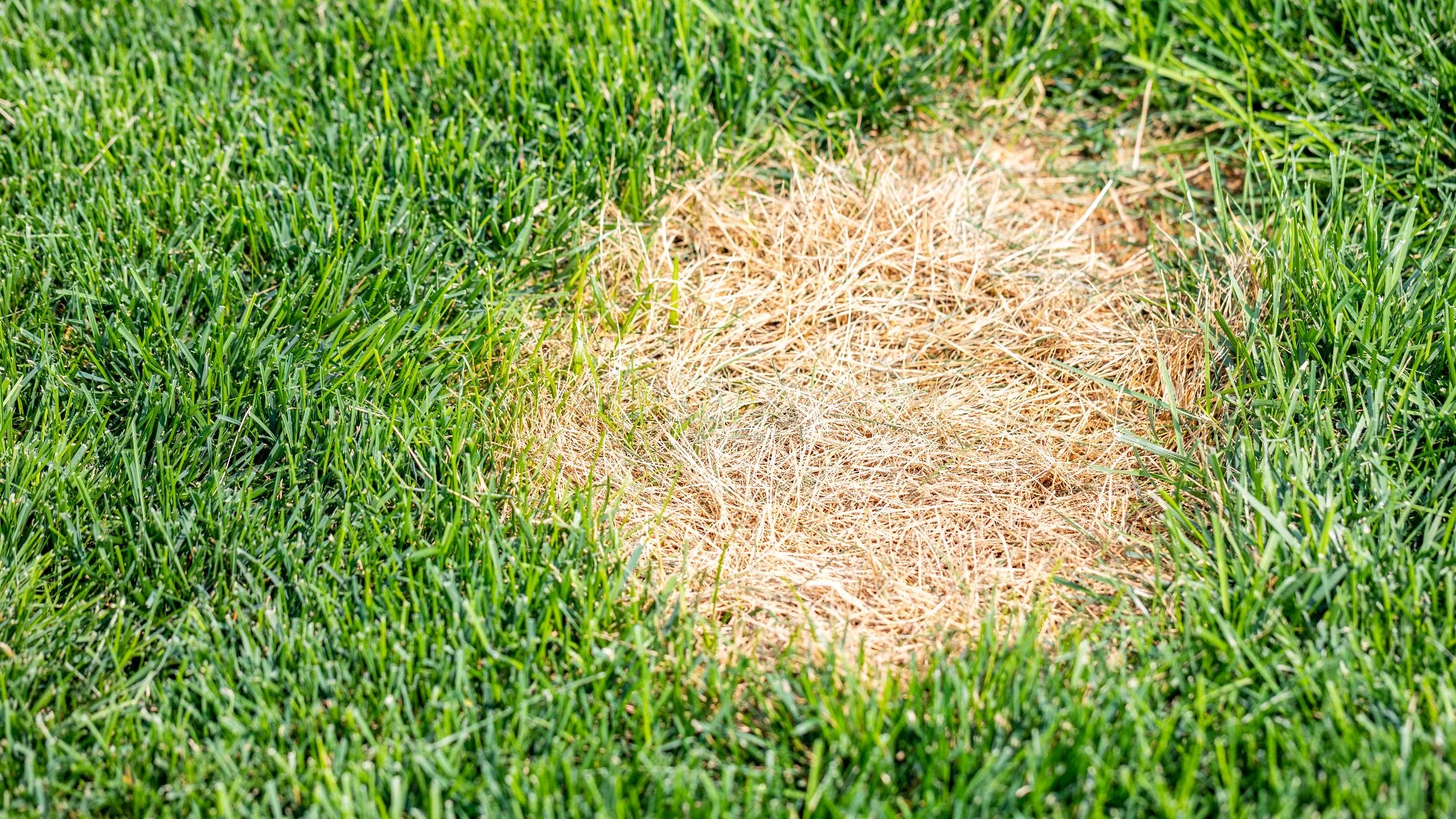 Is It Possible to Prevent a Lawn Disease From Developing?