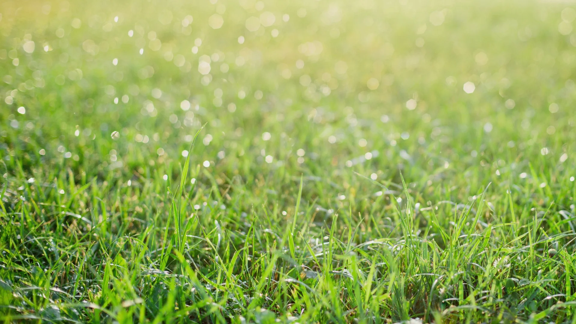 Mowing After It Rains - Is It Okay or Not?