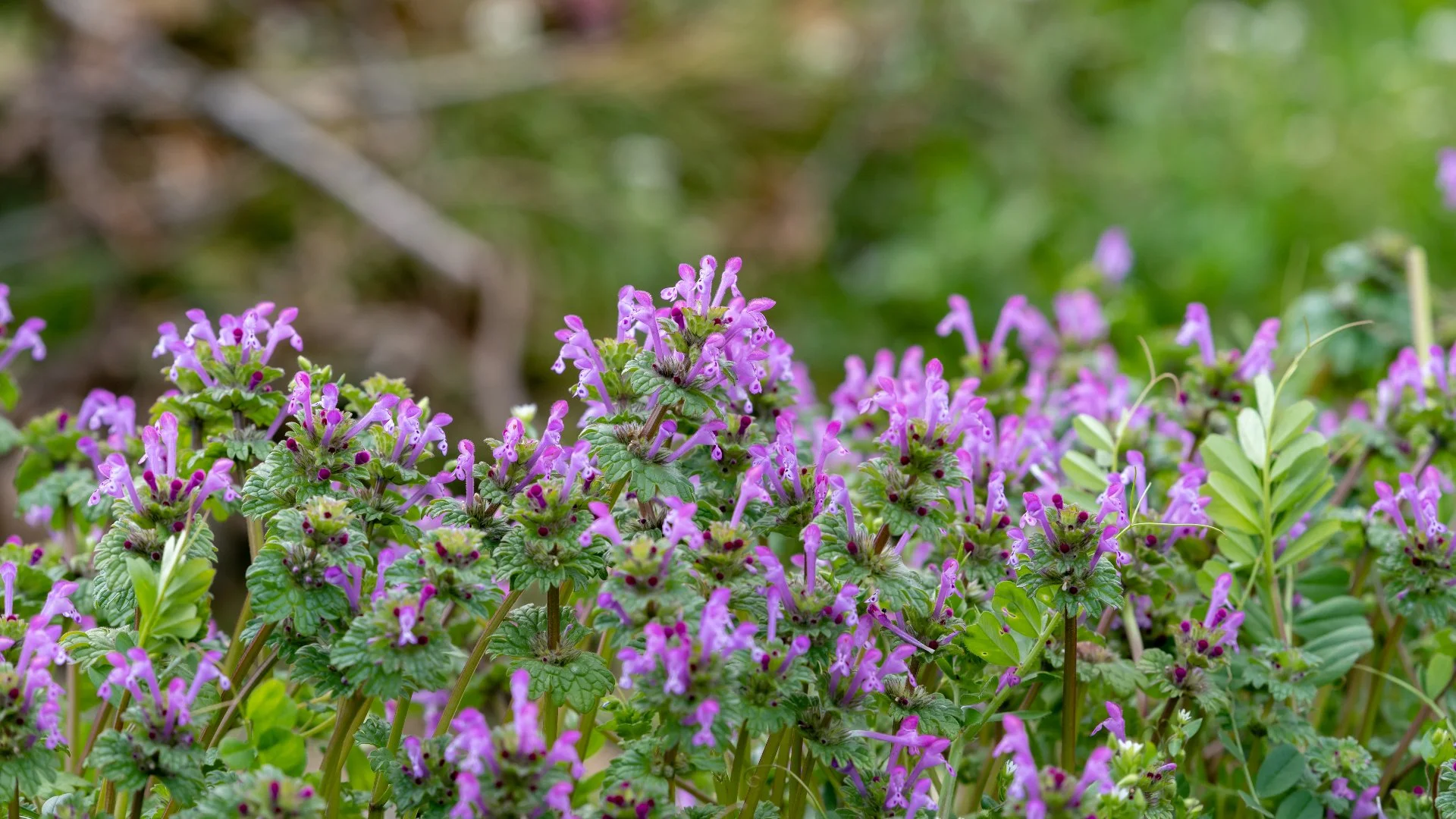 Beware of These Common Winter Weeds in Dublin, OH!