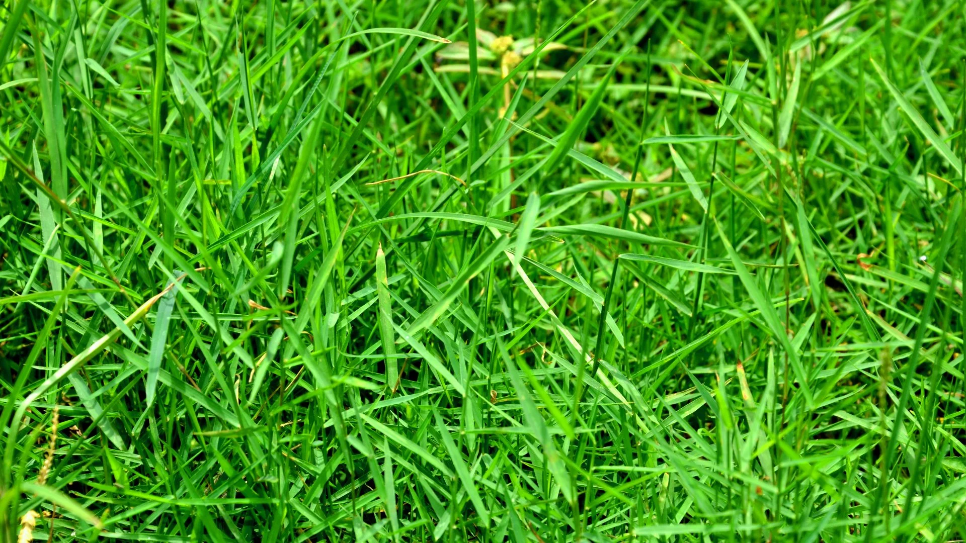 Quackgrass: How to Identify & Get Rid of It