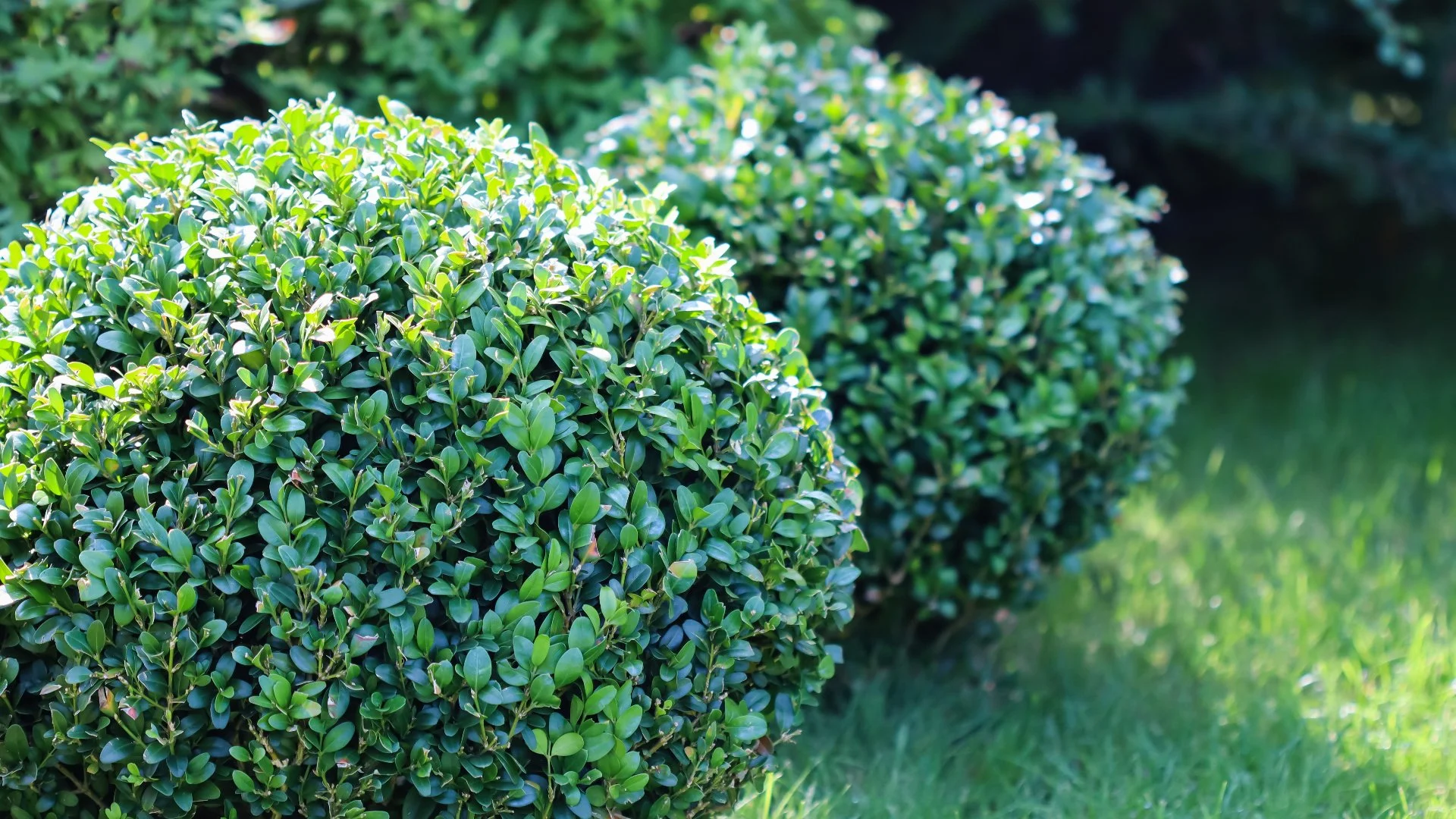 Common Boxwoods in Central Ohio: Green Velvet & Mountain Green