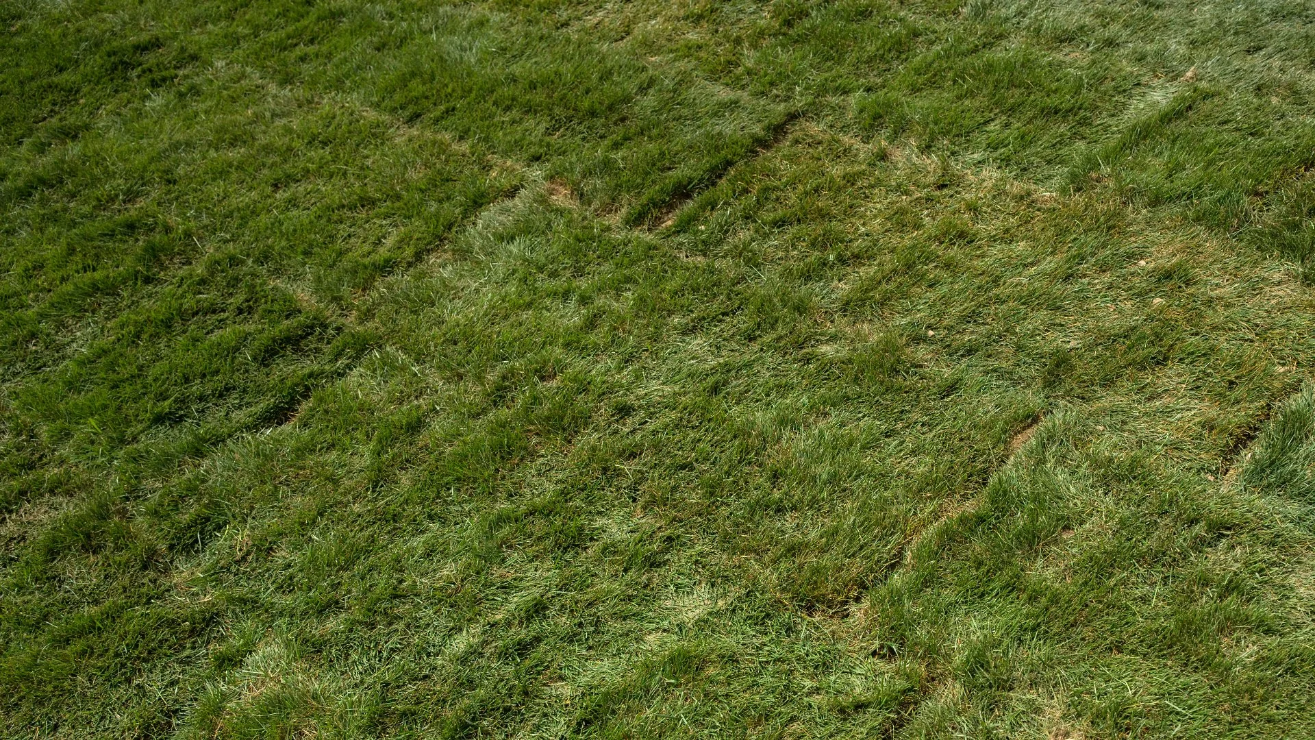 4 Tips on Caring for Your New Sod