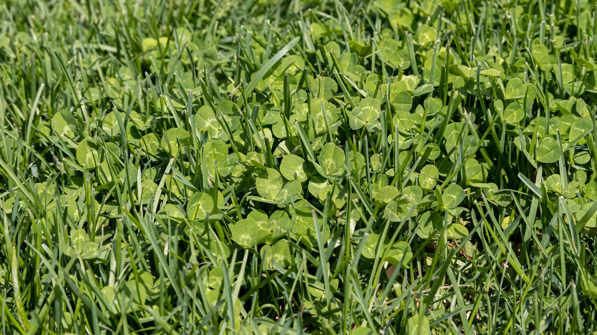 What Are Grassy Weeds vs Broadleaf Weeds?