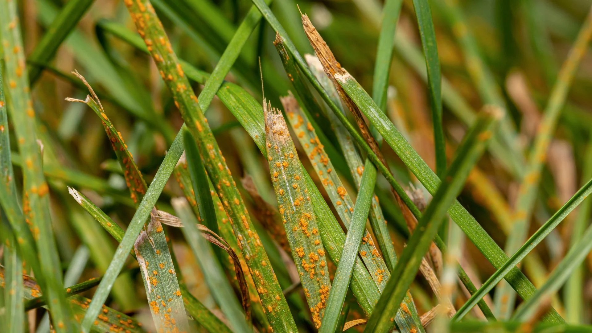 Why Is There an Orange Powdery Substance on Your Grass Blades?