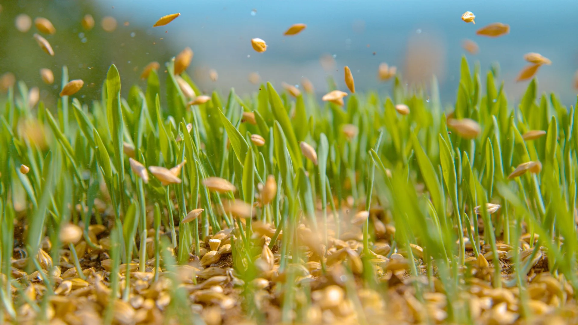 Should You Eliminate Weeds Before Overseeding Your Lawn in Dublin, OH?