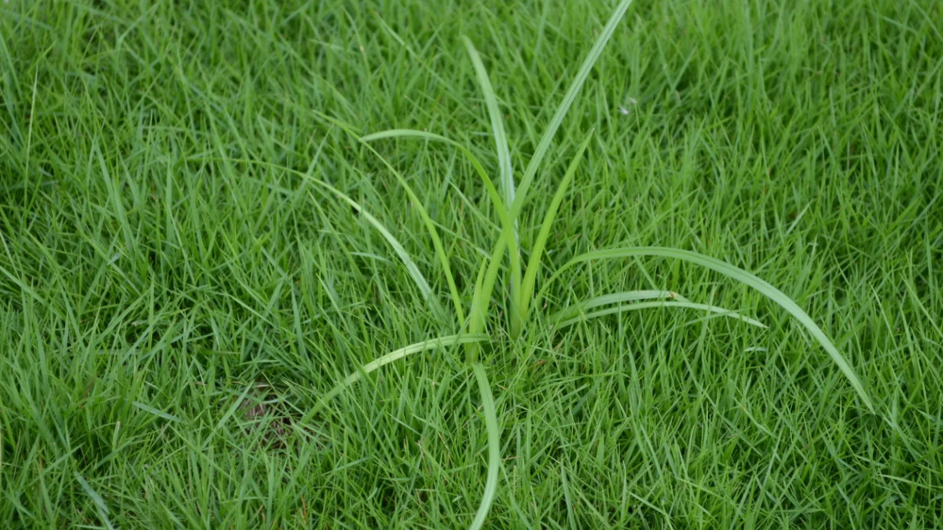 Post-Emergent Weed Control: How Long Does It Take to See Results?