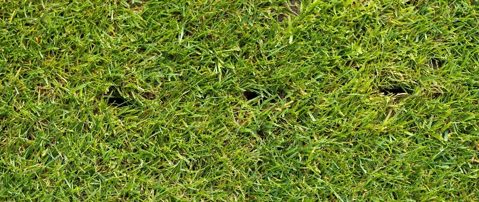 Aeration holes on a lawn in Delaware, OH.