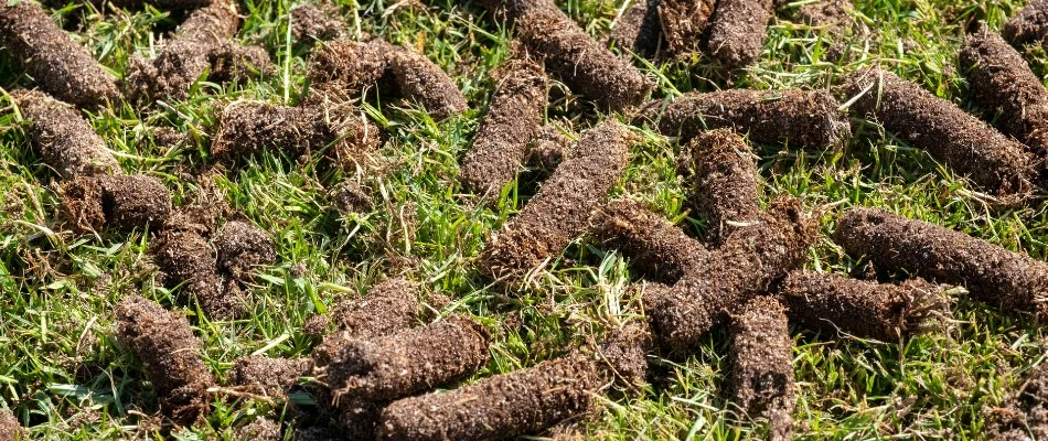 Soil plugs on a lawn in Delaware, OH, after core aeration.