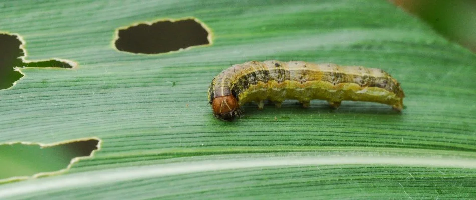 An armyworm in Delaware, OH, chewing on a green blade of grass.