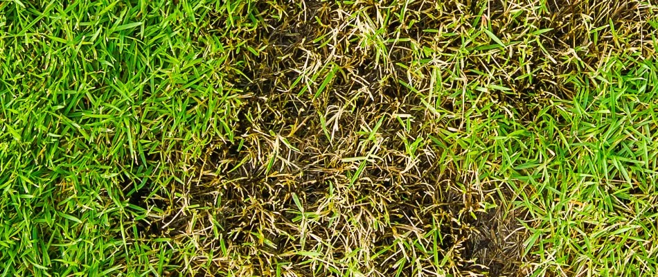 A bare patch on a lawn in Delaware, OH, caused by a grub infestation.