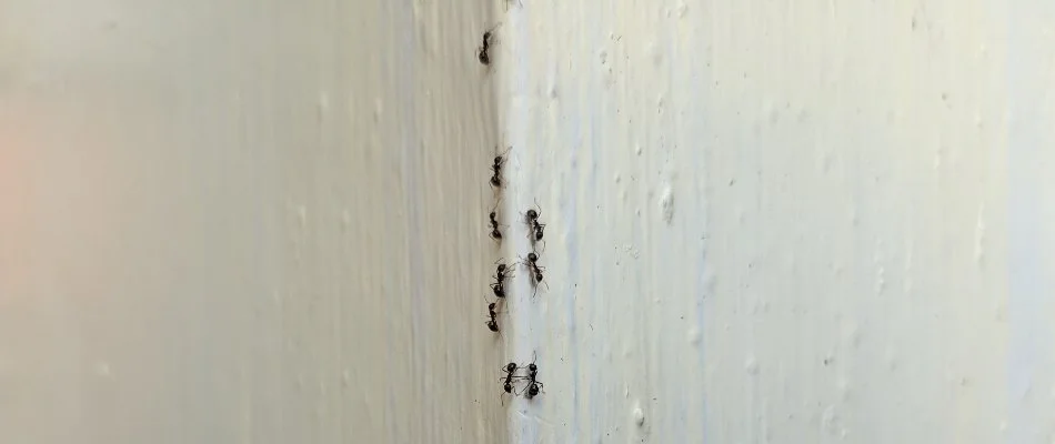 Pests climbing a white wall inside a property in Delaware, OH.