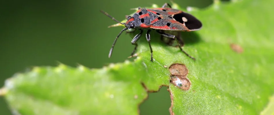 A black and red chinch bug in Delaware, OH, chewing on a green leaf.