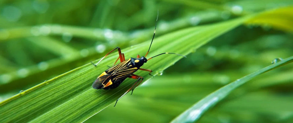 A chinch bug in Delaware, OH, crawling on a blade of grass.