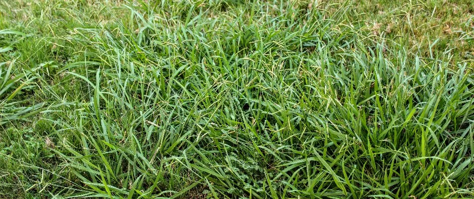 A large patch of crabgrass weeds on a lawn in Delaware, OH.