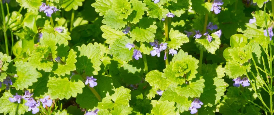 Creeping Charlie weed on a lawn in Delaware, OH.