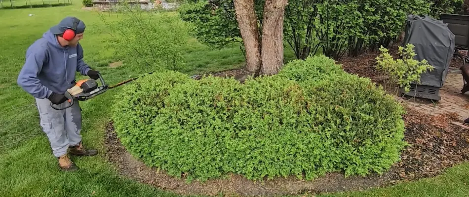 Crew trimming a boxwood in Central Ohio.