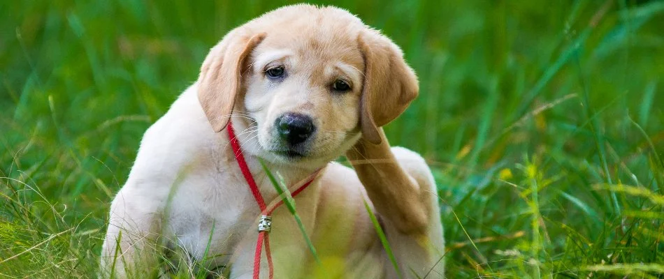 A puppy sitting in the grass in Delaware, OH, wearing a red leash while scratching for fleas.