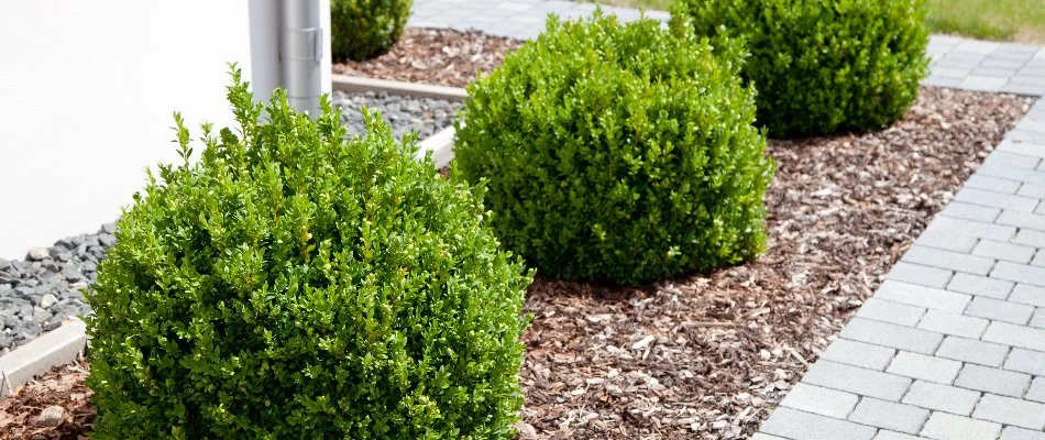 Green velvet boxwood in Central Ohio.