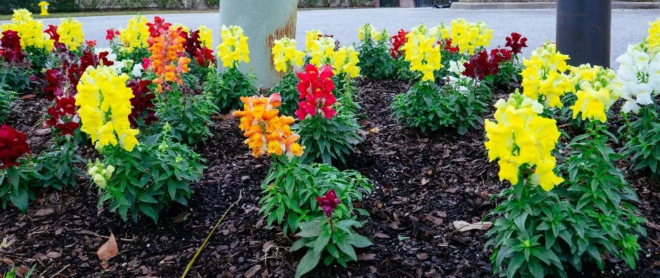 Flowers and mulch in a landscape bed in Delaware, OH.