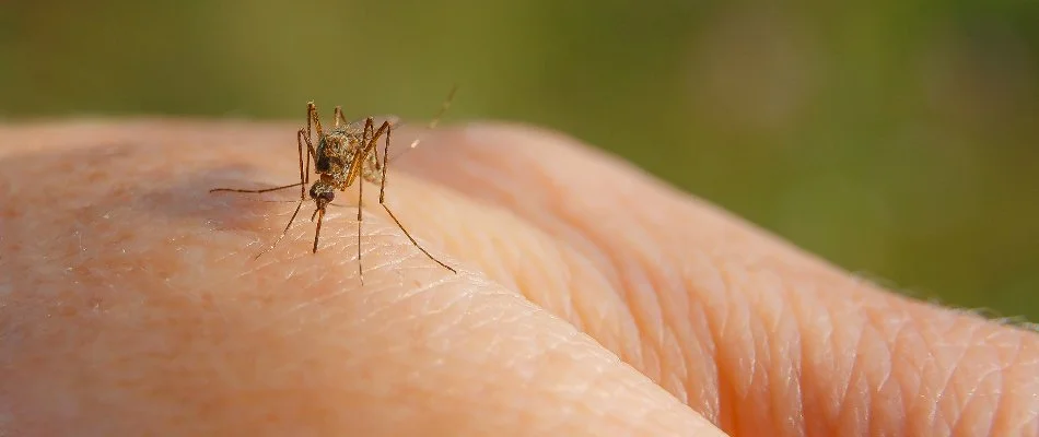 A mosquito in Delaware, OH, biting a bare hand.