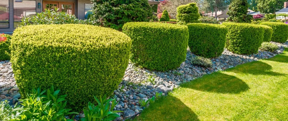 Neatly trimmed shrubs on a landscape bed in Delaware, OH, with rocks.