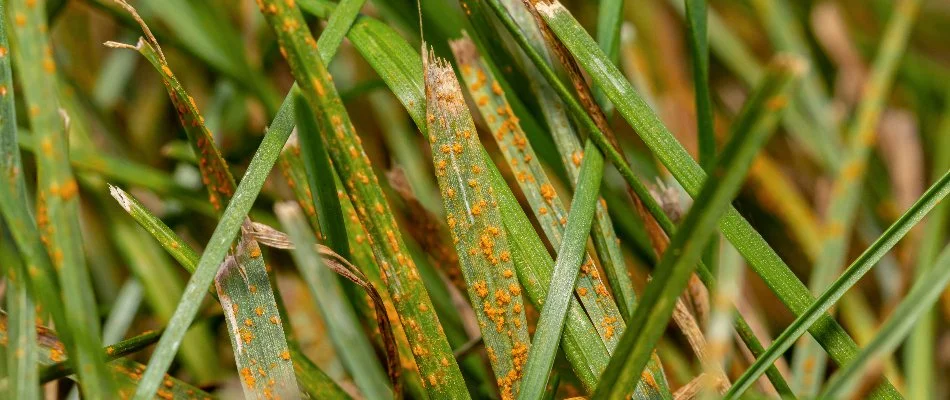 Grass blades covered with rust lawn disease in Delaware, OH.