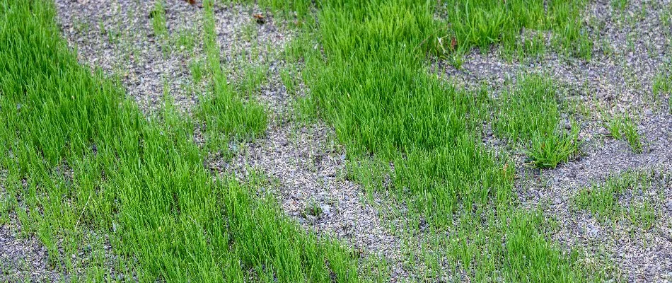 Seeds filling in bare patches between grass on a lawn in Delaware, OH.