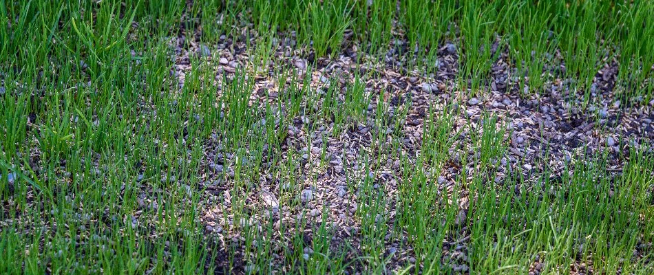 Seeds covering bare patches on a lawn in Delaware, OH.