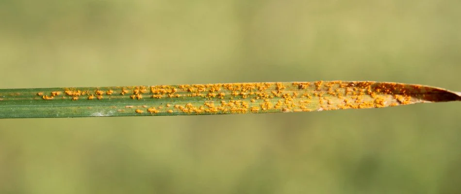 Rust lawn disease on a single blade of grass in Delaware, OH.