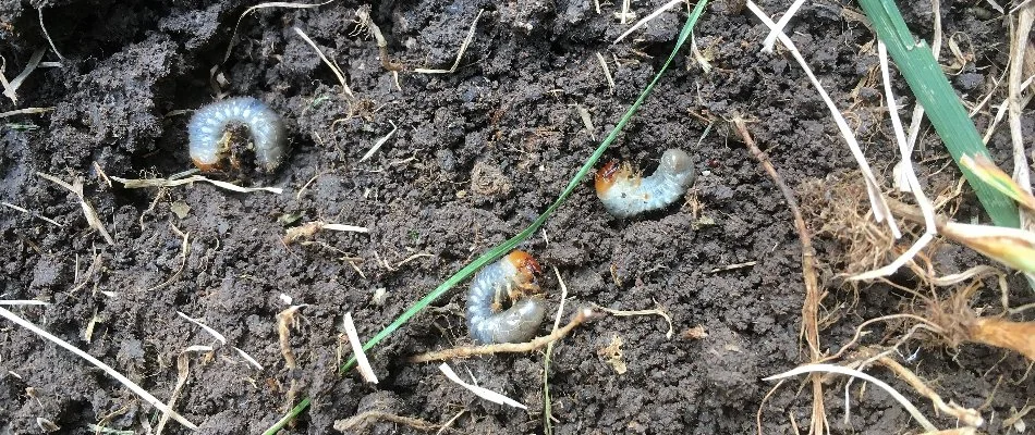 Three grubs in the soil on a lawn in Delaware, OH.