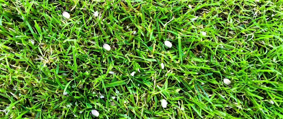 White granular fertilizer on grass in Delaware, OH.