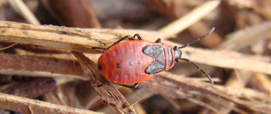 Chinch bug on twigs in Delaware, OH.