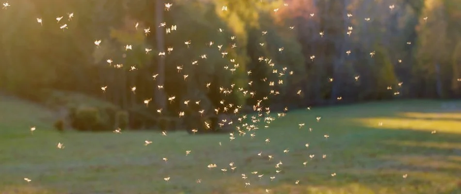 Flying mosquito swarm in Galena, OH.
