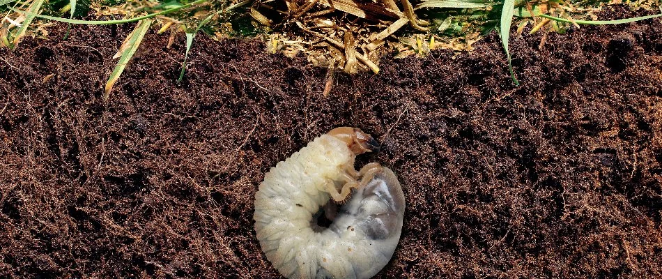 Grub in soil chewing on the roots of grass in Delaware, OH.