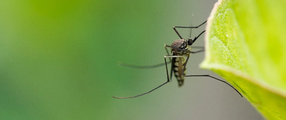 A mosquito sitting on a piece of foliage in Clintonville, OH.