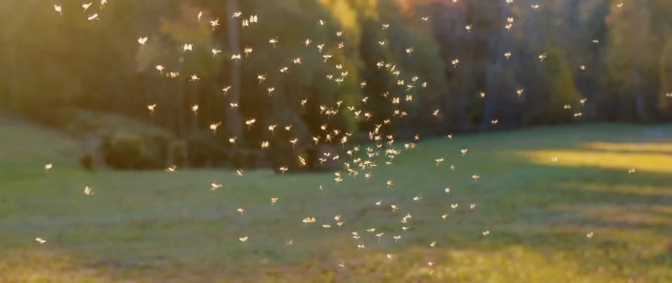 A swarm of mosquitoes on a property in Upper Arlington, OH.