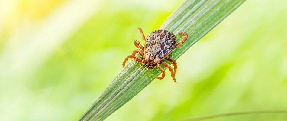 Tick on a blade of grass in New Albany, OH.