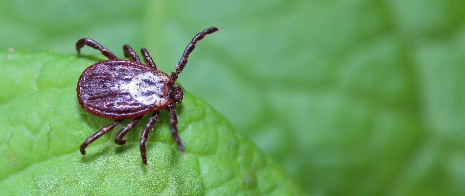 A tick on a green leaf in Harlem Township, OH.