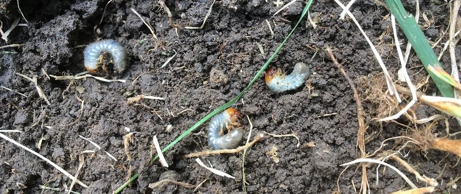 White grubs on the soil under grass in Delaware, OH.